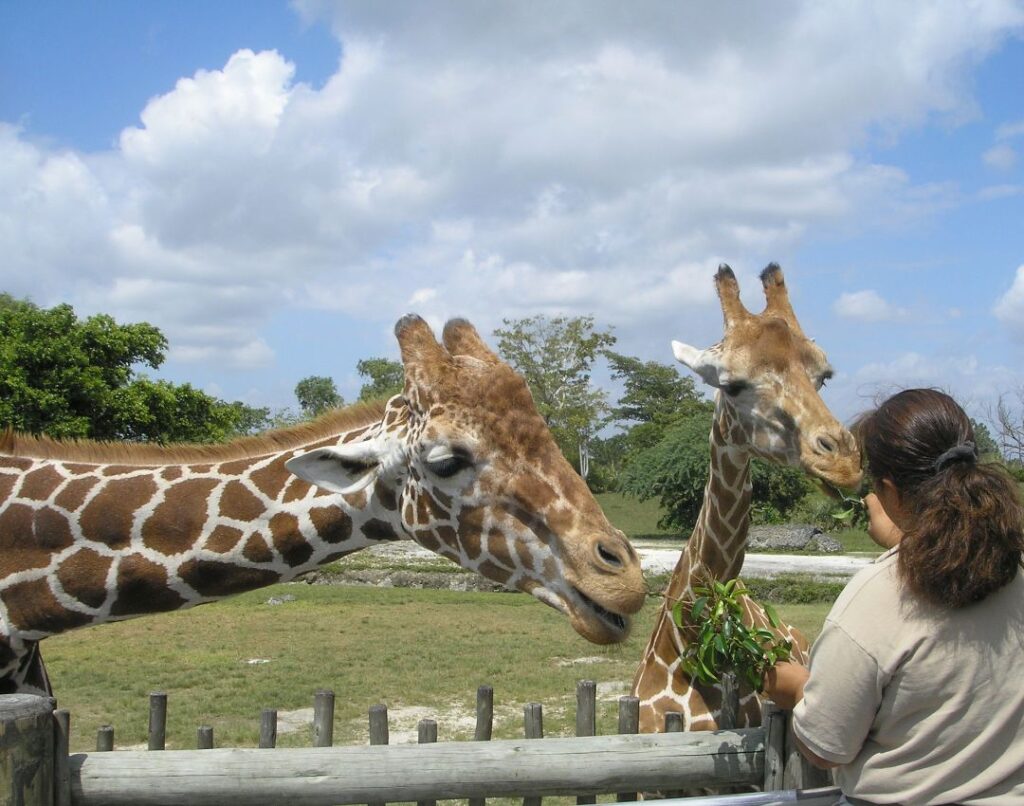Giraffe Canva