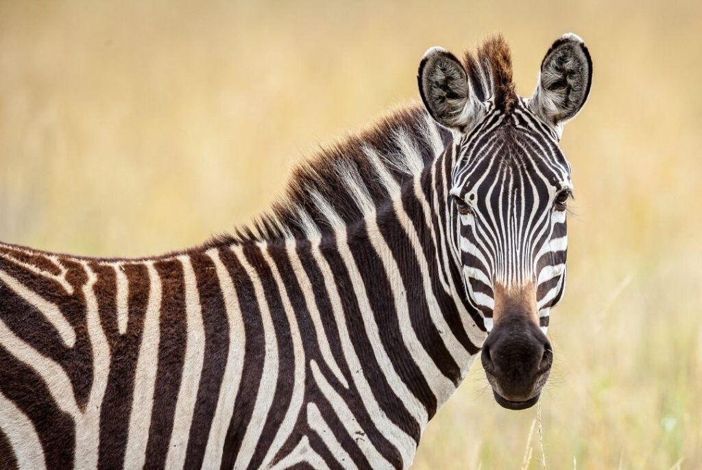 Zebra Canva